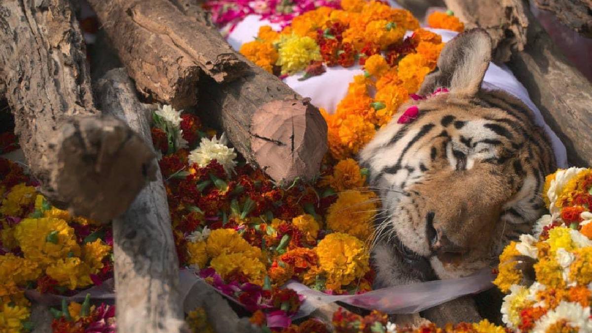 Pench Queen Collarwali Funeral Photos Going Viral With Respect