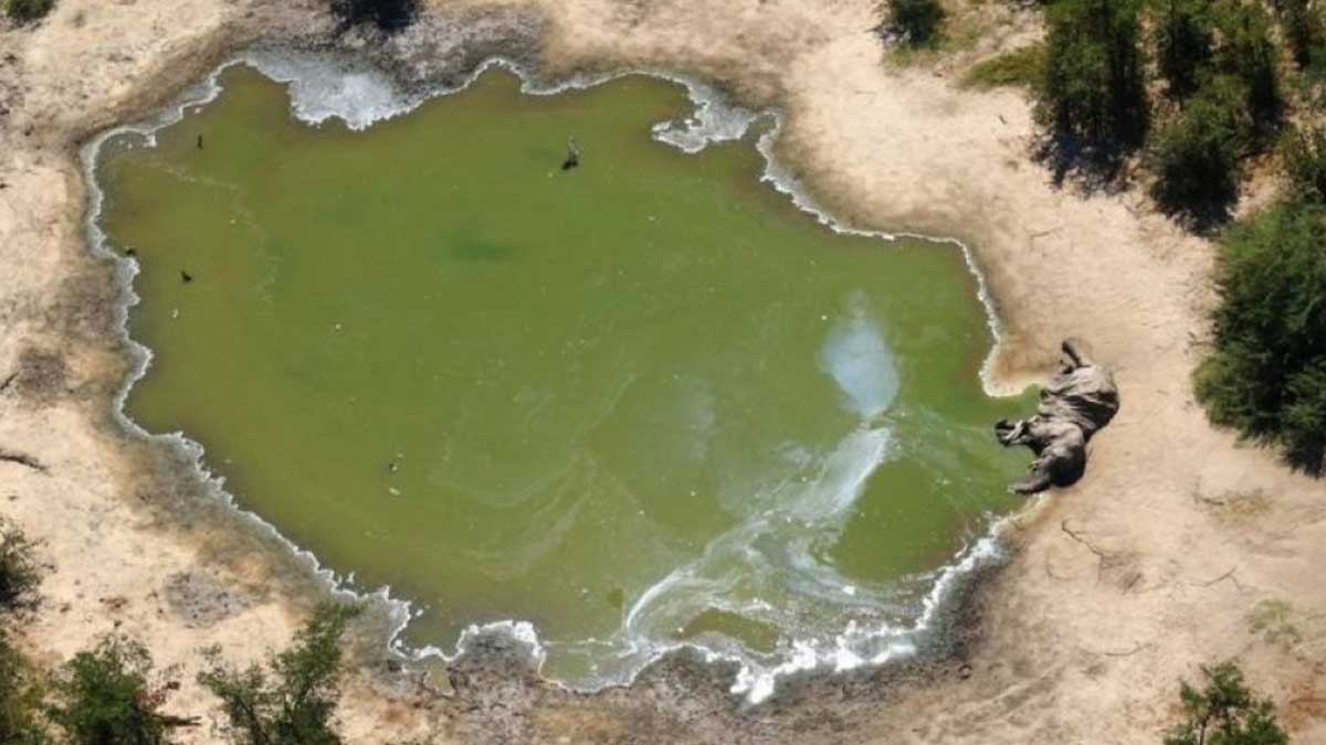 Reason found for 350 elephant deaths in Botswana - Cyanobacterial toxins in water
