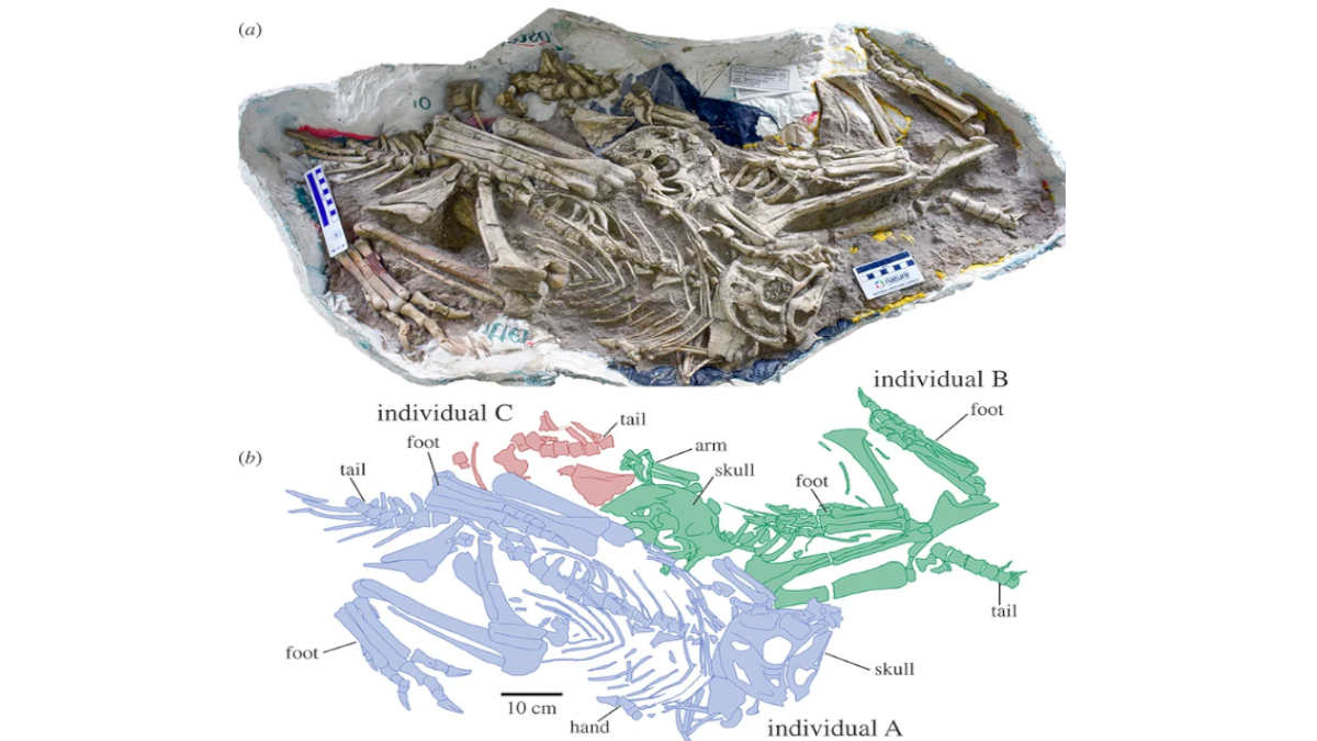 Scientists Discovered the Skeletons of a Strange Dinosaur, Resembling A Giant Parrot
