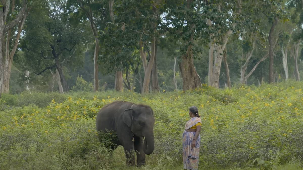 The Elephant Whisperers (2022) High Support After Shortlisted To Oscar