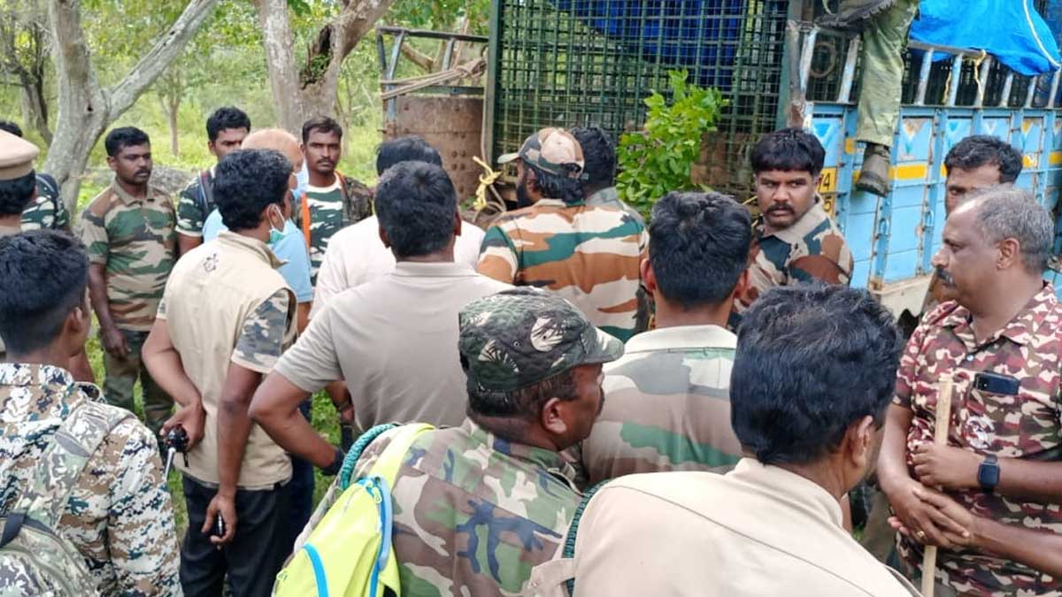 Masinagudi Tiger Attack: T23 Tiger Which killed 4 Humans Captured