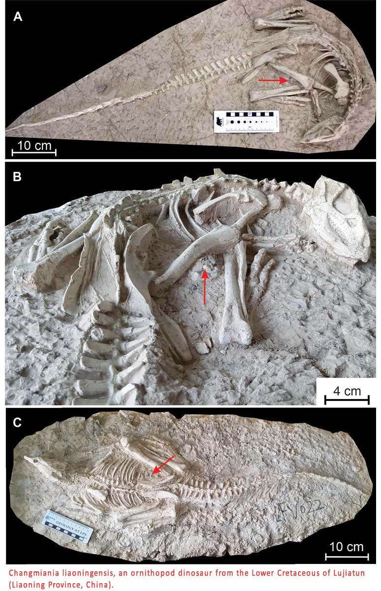 125 Million Year Old Dinosaur buried in China Liaoning province