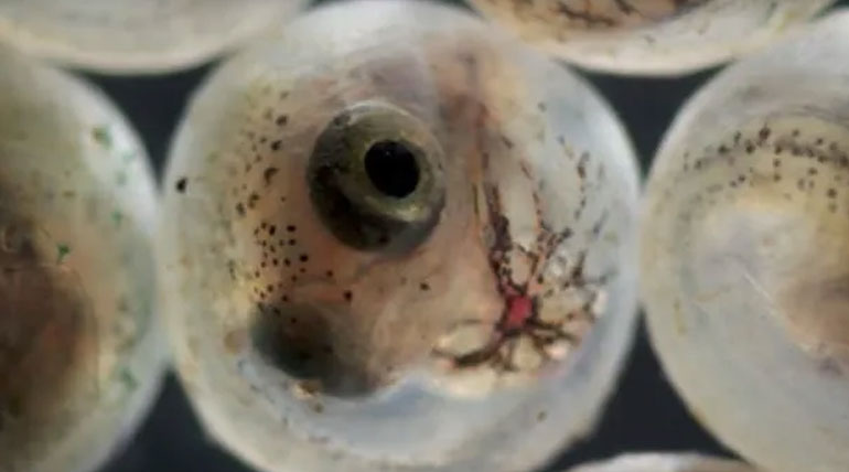 Killifish hatching Image.