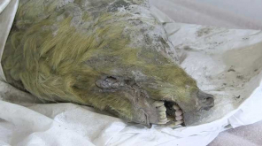 40000 year old Wolf's head preserved in ice is found in Russia