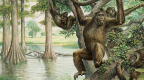Human evolution redefined by findings of the 10 million years old fossil of Rudapithecus (Illustration courtesy of John Sibbick)