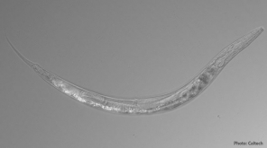 three sex worms in California Mono lake