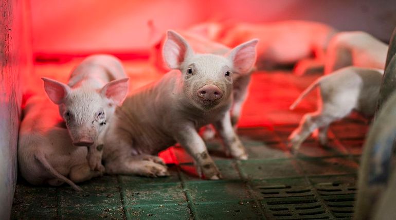 African Swine Virus Threats 20 billion Dollar American business