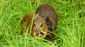 Chevrotain, an Extincted Mouse-Deer Species Returned from Extinction