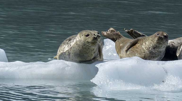 Climate change causes marine mammal to be infected by a deadly virus in the Pacific ocean