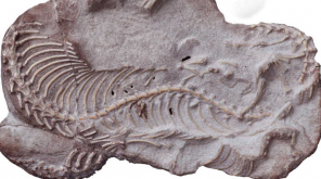 Preserved Najash Snake Skull Reveals Evolution of Snakes Image Courtesy: LBPA