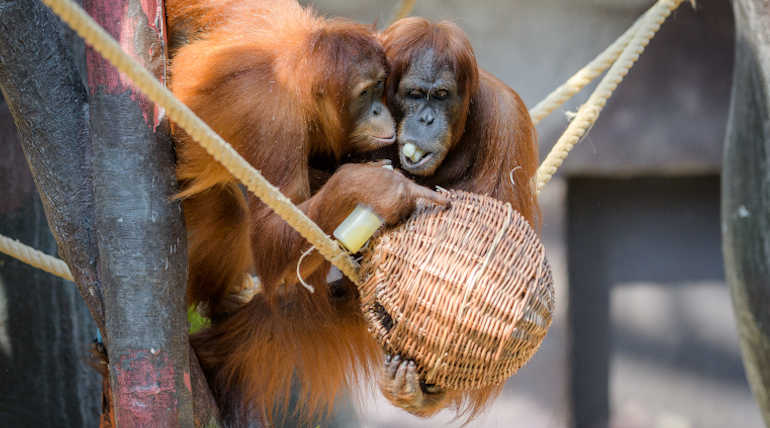 Orangutans are the Relatives of Extinct Large Ape