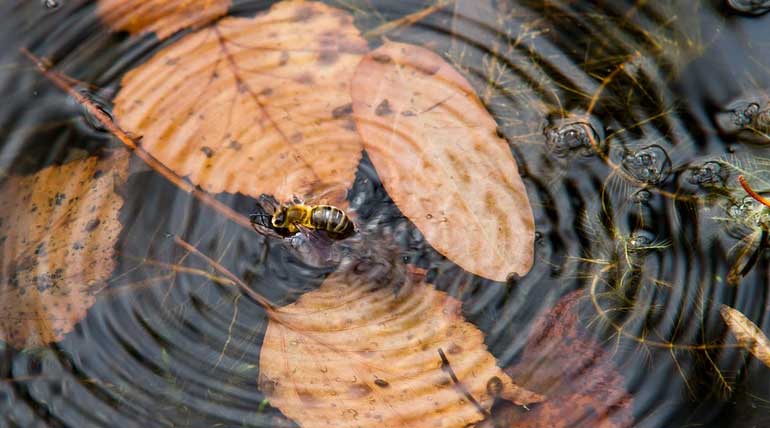 This is how Bees avoid drowning