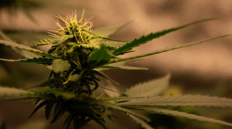 You can now get cannabis-based medicine on the NHS