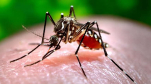 Malaria Carrying Mosquitoes Becoming Resistant to Insecticides