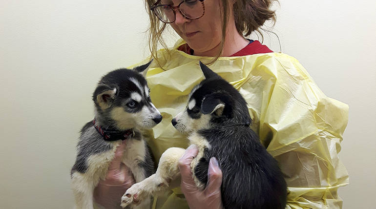 SPCA Received 17 Husky Puppies As Christmas Gift