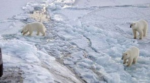 Around 56 Polar Bears Migrate to a Russian Village