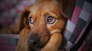 Humans Can Read the Facial Expressions of Dogs in this way