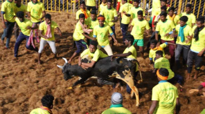Jallikattu brings cheers among Tamil people to end Pongal festival with joy