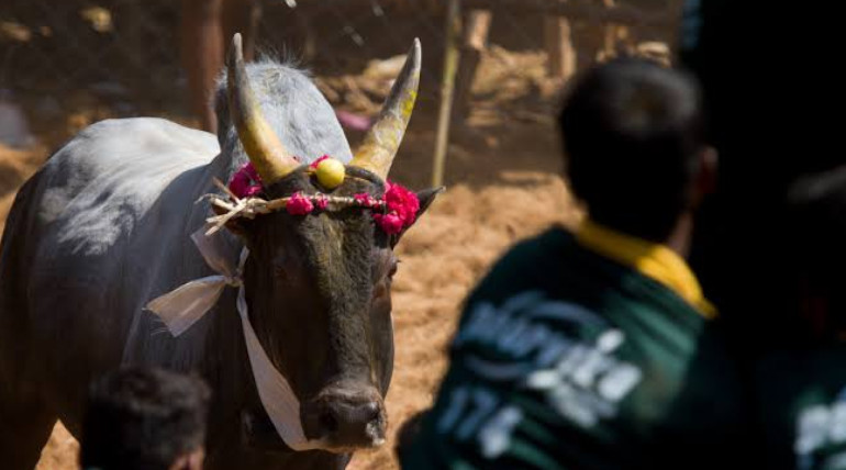 Bull Tamers Age of Participation Raised to 21 to Participate in Alanganallur Jallikattu