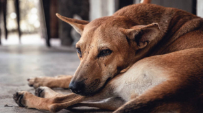 Stray Dogs are being poisoned in Chennai