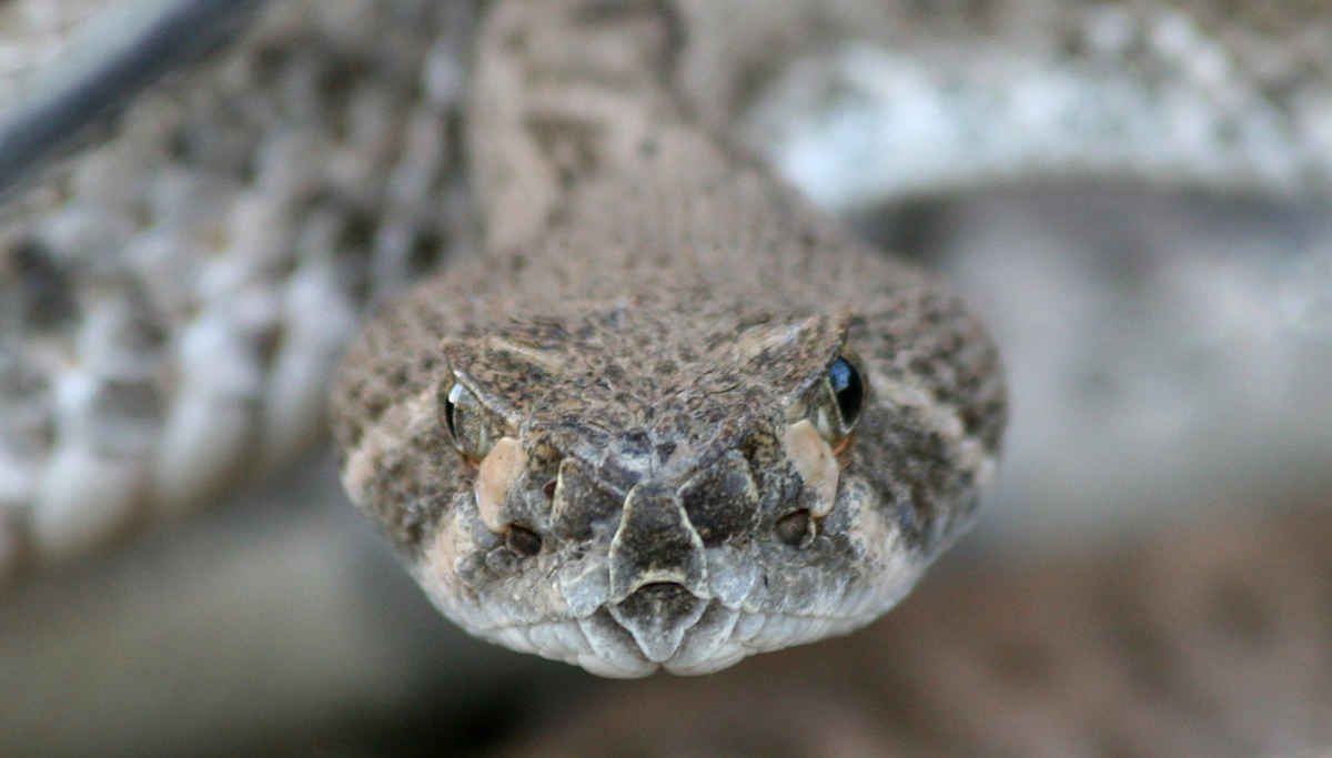 Rattlesnake Venom can be used as painkillers soon