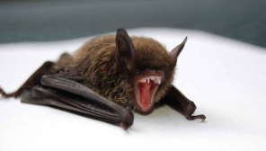 Bat and its Immunity
