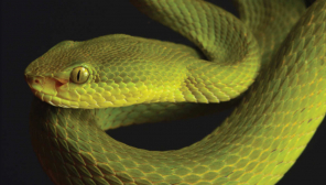 Snake Named After Salazr Slytherin