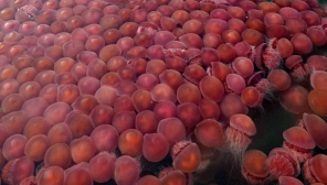A Large Number of Pink Jellyfish