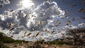 Desert Locust will not ruin Tamil Nadu farms