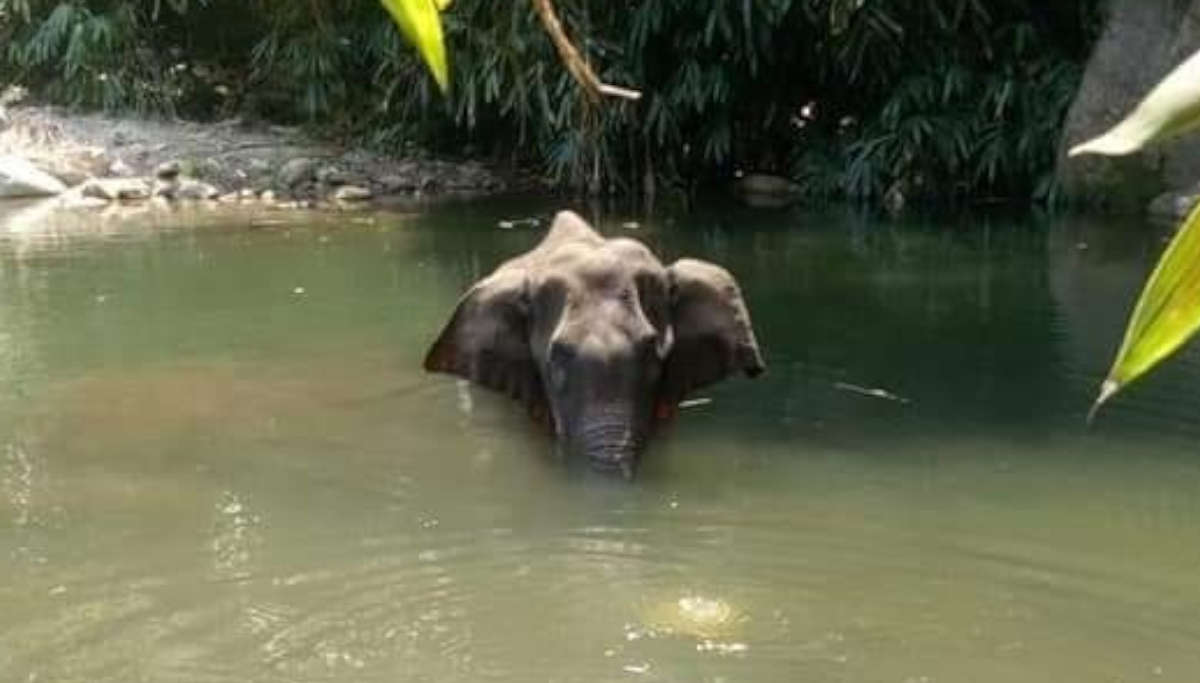 Pregnant Elephant Died in Kerala