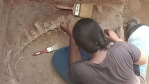 Bones of a large unknown animal unearthed at Keezhadi