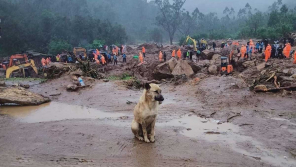 Dog in Munnar looking for their owners in landslide.