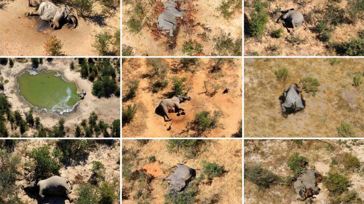 Reason found for 350 elephant deaths in Botswana