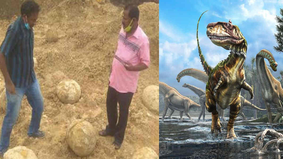  Dinosaur Eggs like Fossils Found near Perambalur District