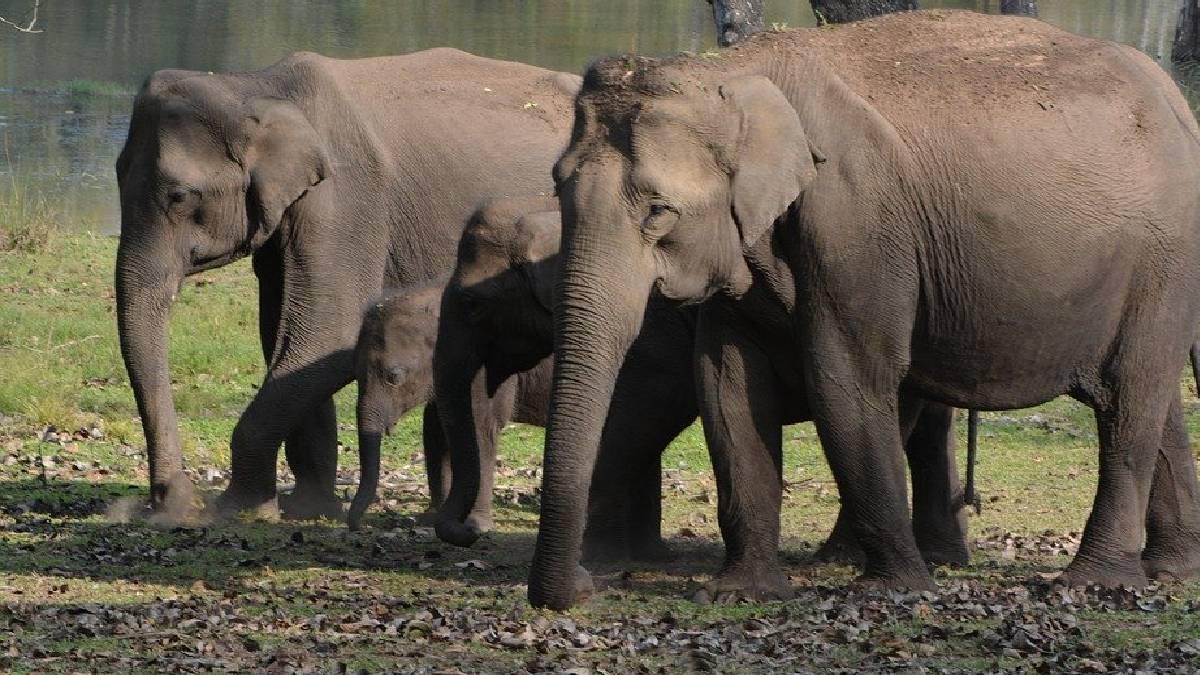 Crowd of people chased elephant