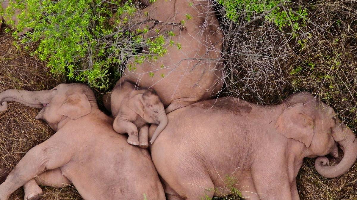 Drone shots of Migratory Elephants Sleeping