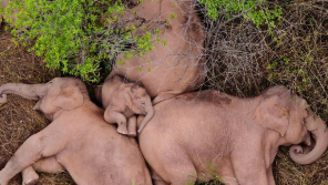 Drone shots of Migratory Elephants Sleeping