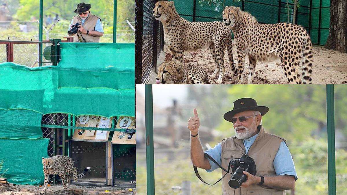 PM Modi Released cheetahs In Kuno National Park