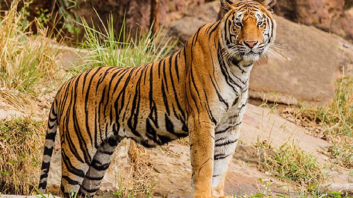 12 Men Arrested For Cooking And Eating A Tiger At Andhra Pradesh