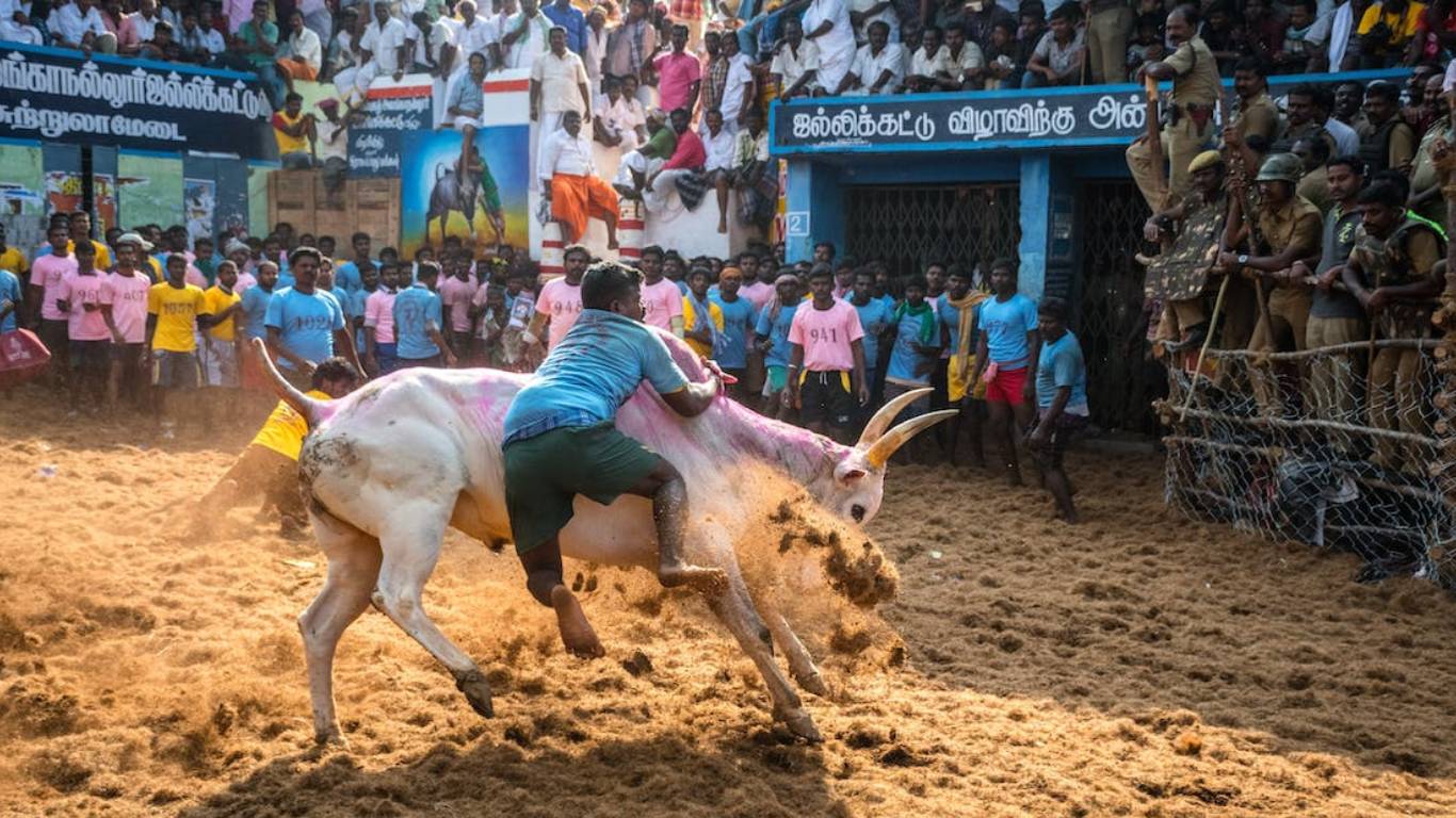 Jallikattu Representative