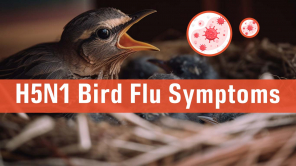 Bird Flu Representative image