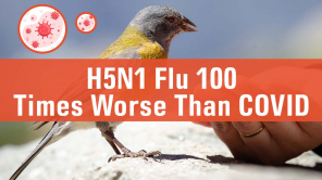 H5N1 Bird Flu