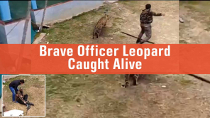 Forest Officer Caught Leapord Alive