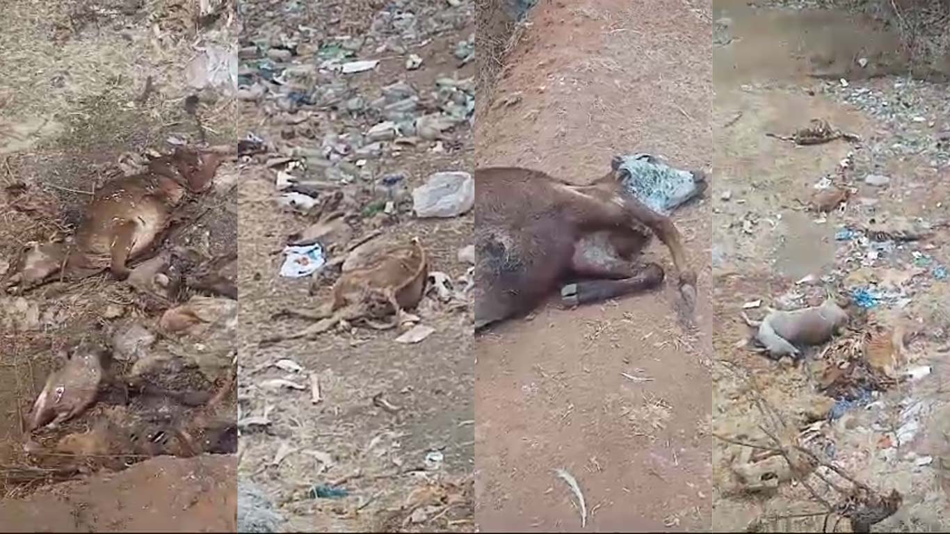 Cattles Found Death In Masinagudi Due To Inadequate Food and Water.