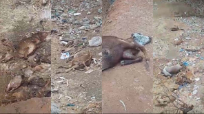 Cattles Found Death In Masinagudi Due To Inadequate Food and Water.