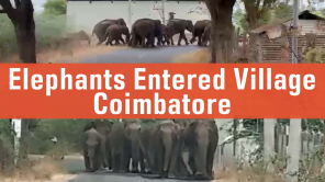 Herd of Elephants in Coimbatore